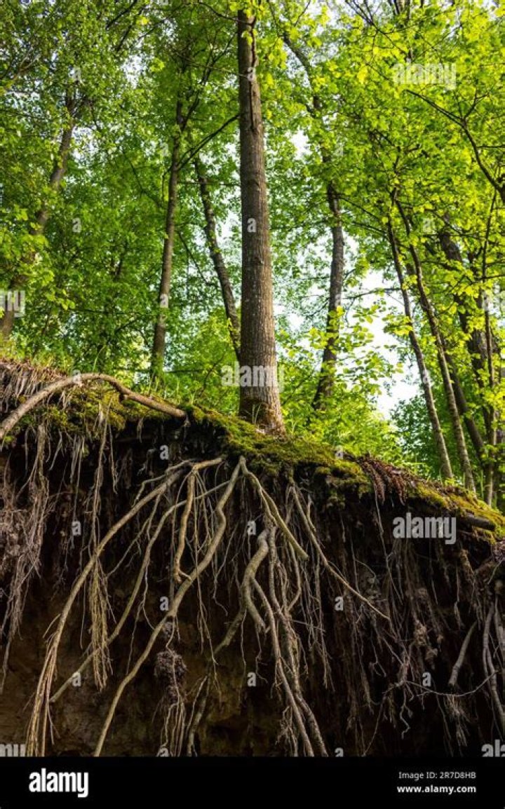 Unraveling The Roots Of A Cultural Icon