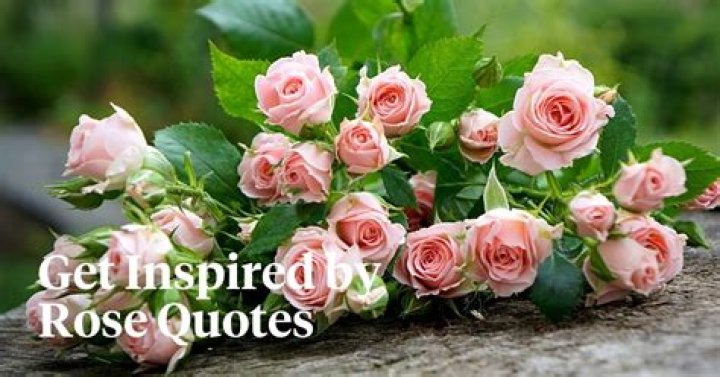 Unveiling The Enchanting World Of Rose Quotes On Tumblr: Discoveries And Insights Await