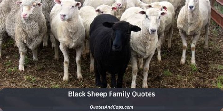 Unveiling The Wisdom And Strength Of Black Sheep Family Quotes